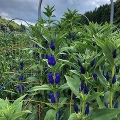 リンドウ収穫や片付け。の画像