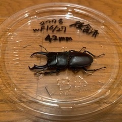 【新成虫】コクワガタ　ペア②の画像