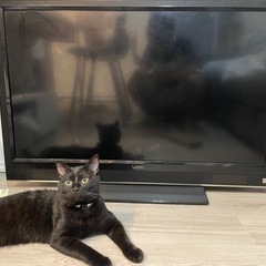VIZIO 液晶テレビ　42インチ　vo420m-jの画像