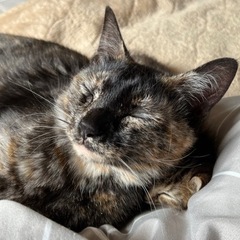 さび猫　生後11ヶ月 - 那須塩原市