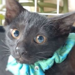 《里親さん決まりました》★美形の黒猫お兄ちゃん・生後3ヶ月【妹猫...