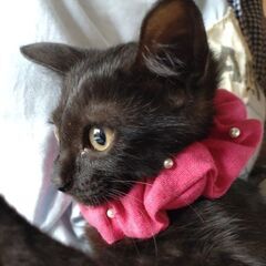 《里親さん決まりました》★美人の黒猫妹ちゃん・生後3ヶ月【兄猫も...