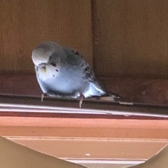 セキセイインコ探してます