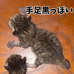 うまれたて３匹の里親さん募集です
