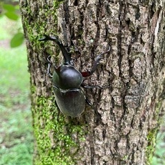カブトムシペア(R4-31)