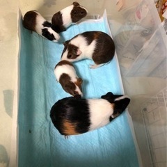 モルモット4匹里親募集中