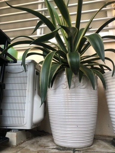 リュウゼツラン⭐︎高さ120葉張り90⭐︎