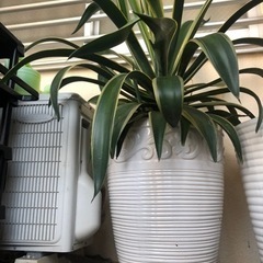 龍世界連ドラデッキ キューブ連ドラ 連ドラ デッキ 構築済みデッキ