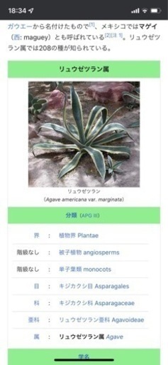 リュウゼツラン⭐︎高さ120葉張り90⭐︎