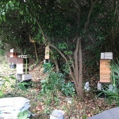日本蜜蜂の巣箱を置かせてくれる方居ませんか？ - 北佐久郡