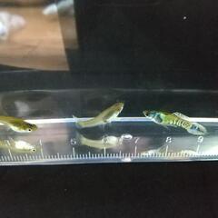 エンドラーズグッピー　タイガーペア（オス2メス3）の画像