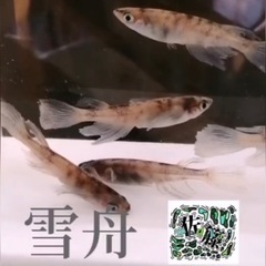 各種メダカ                           ...