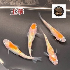 各種メダカ                                               メダカ：卵～針子～稚魚：その他：貝～エビ～水草：◎餌◎：マイクロワーム：タマミジンコ 大陸ミジンコの画像