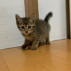 【里親さん決定】キジトラ オス 生後1~2ヶ月