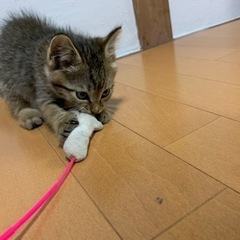【里親さん決定】キジトラ オス 生後1~2ヶ月 - 猫