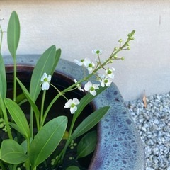 水生植物ナガバオモダカ　ビオトープにいかがでしょう