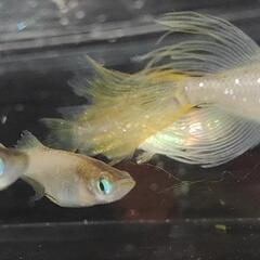 メダカ　バタフライ若魚4匹　大型トランポリン完備！