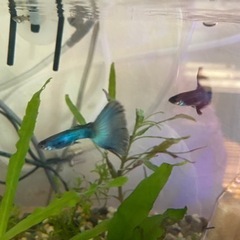 国産モスコーブルー　10匹セット　稚魚　グッピー