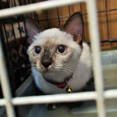 珍しい！柄違いの美猫３兄妹 - 新宿区