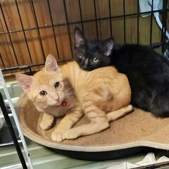 珍しい！柄違いの美猫３兄妹 − 東京都