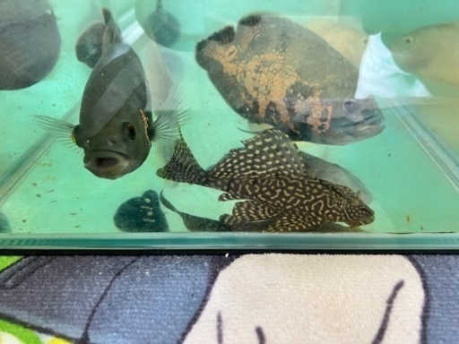 水槽、オスカー、プレコ