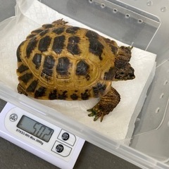 候補者様決まりました。ロシアリクガメ