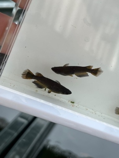 【めだか屋　全】　玄兎　若魚ペア　(五式ヒレ長系　マニア向けレア品種)