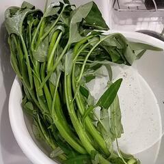 空芯菜