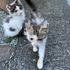 子猫2匹※里親募集中