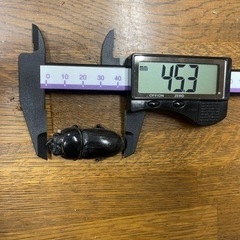 国産 オオクワガタ ♀