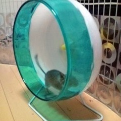 チンチラ用２段ケージ中古品の画像
