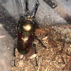 ニジイロクワガタ幼虫