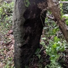 石　　長め