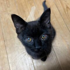 里親決定！性格はなまるの可愛い黒猫の子猫ちゃん