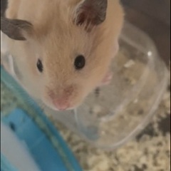 ハムスター キンクマ  里親募集  オス  生後3ヶ月