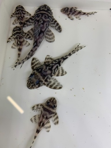 純血キンペコのセット1