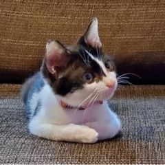 猫も人間も大好きスリスリゴロゴロの雨樋のハチワレちゃん