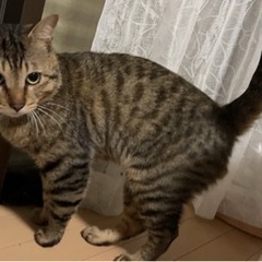 成猫里親募集