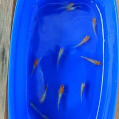 【現物出品】極上　紅白ラメ入りメダカ5匹＋α