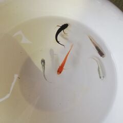 ヒレ長メダカ