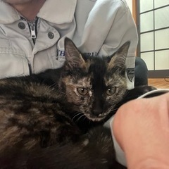 さび猫　生後11ヶ月 - 猫