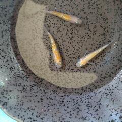 王華 メダカ 稚魚10匹 紅白ラメの画像