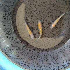 王華 メダカ 稚魚10匹 紅白ラメの画像