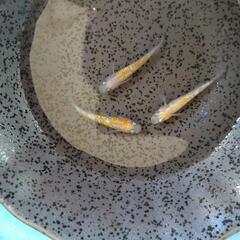 王華 メダカ 稚魚10匹 紅白ラメの画像