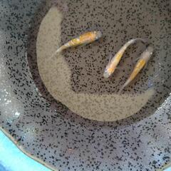 王華 メダカ 稚魚10匹 紅白ラメ