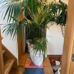 激安　観葉植物　