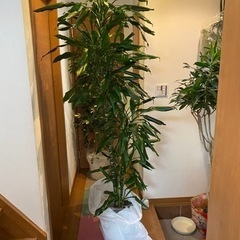 ☆美容室必見☆激安観葉植物の画像