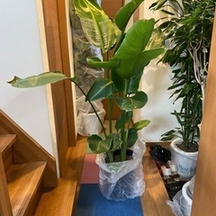 ☆美容室必見☆激安観葉植物の画像