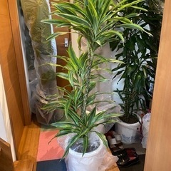 ☆美容室必見☆激安観葉植物