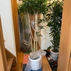 ☆美容室必見☆激安観葉植物の画像